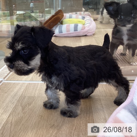 福岡県のミニチュアシュナウザー (ペットプラス ららぽーと福岡店/2026年6月16日生まれ/男の子/ブラックシルバー)の子犬の4枚目の画像