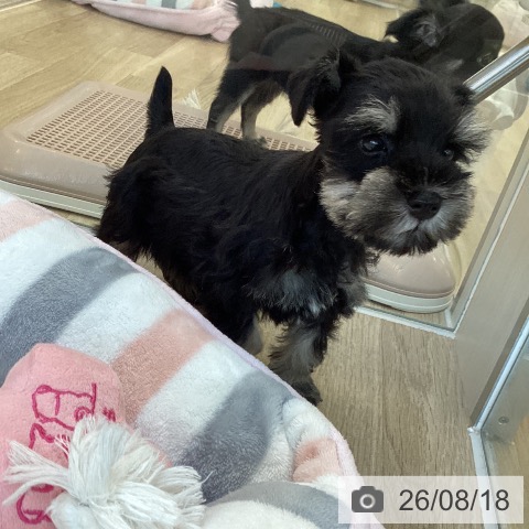 福岡県のミニチュアシュナウザー (ペットプラス ららぽーと福岡店/2026年6月16日生まれ/男の子/ブラックシルバー)の子犬の3枚目の画像