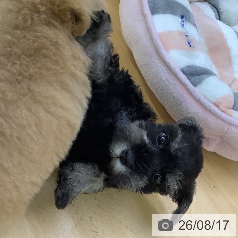 ミニチュア・シュナウザーの写真