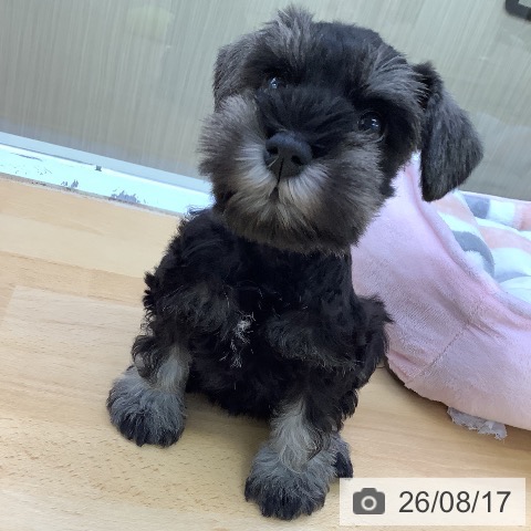 ミニチュア・シュナウザーの写真