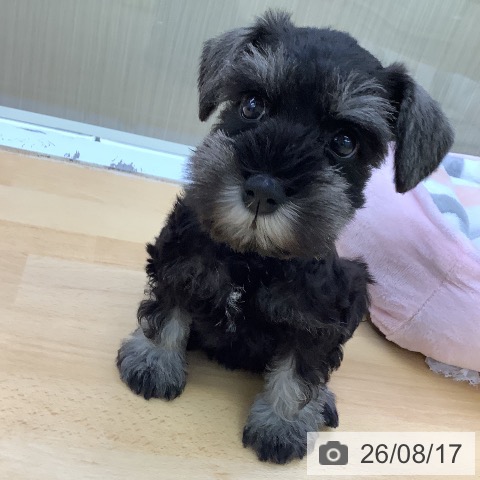 ミニチュア・シュナウザーの写真
