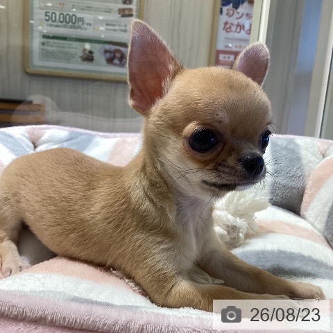 鹿児島県のチワワ(ロング) (ペットプラス 姶良店/2026年6月8日生まれ/男の子/フォーン)の子犬の4枚目の画像