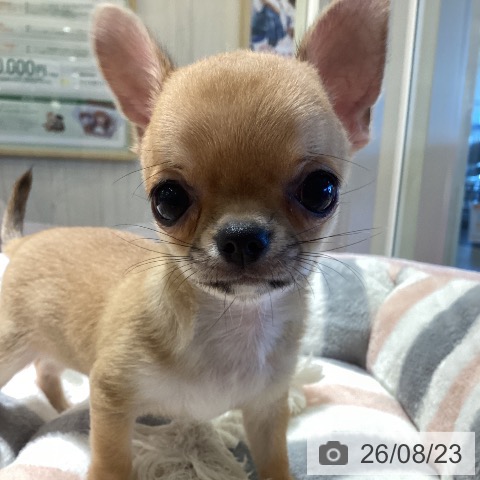 鹿児島県のチワワ(ロング) (ペットプラス 姶良店/2026年6月8日生まれ/男の子/フォーン)の子犬の3枚目の画像