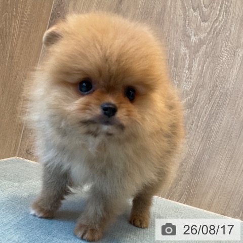 ポメラニアンの写真