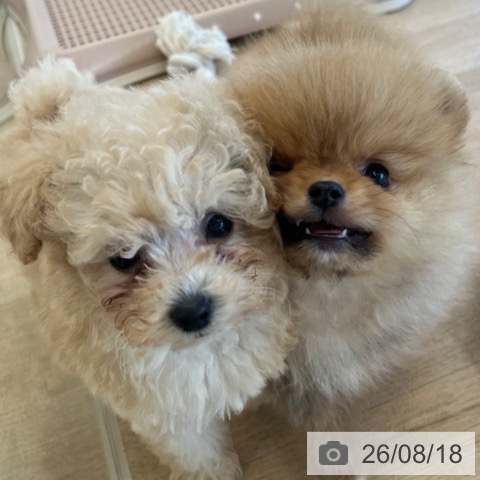 ポメラニアンの写真