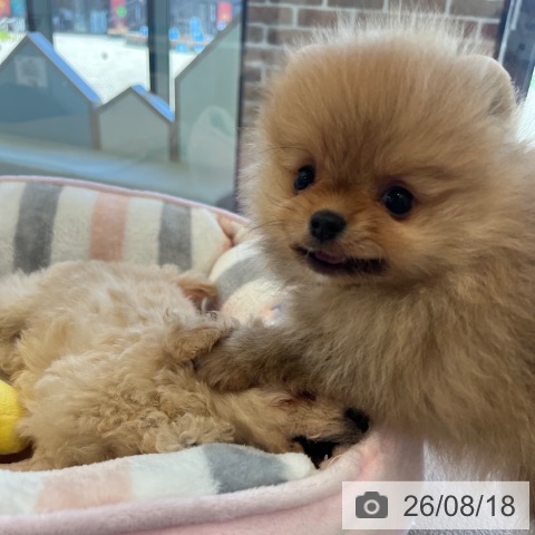ポメラニアンの写真