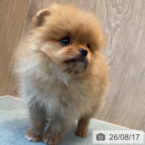 ポメラニアンの写真