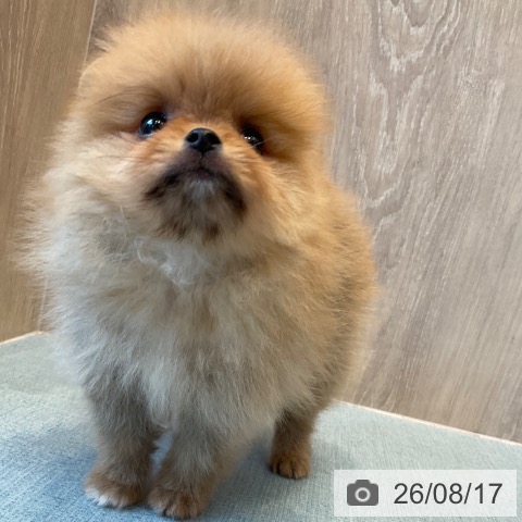 ポメラニアンの写真