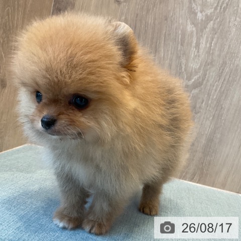 ポメラニアンの写真