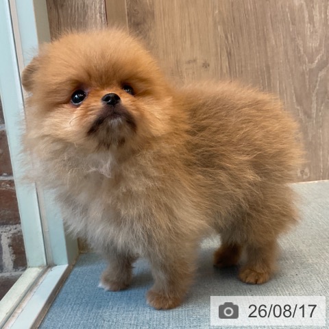 ポメラニアンの写真