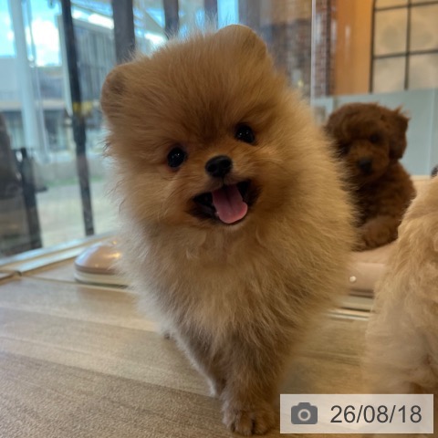 ポメラニアンの写真