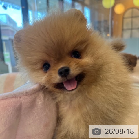 ポメラニアンの写真