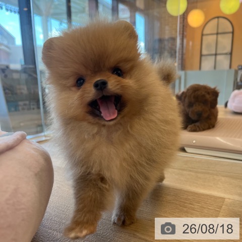 ポメラニアンの写真