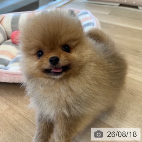 ポメラニアンの写真