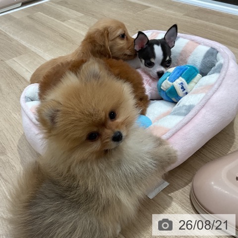 ポメラニアンの写真