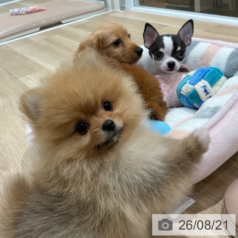 ポメラニアンの写真