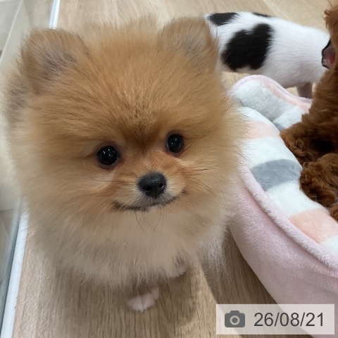 ポメラニアンの写真