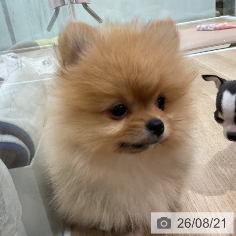 ポメラニアンの写真