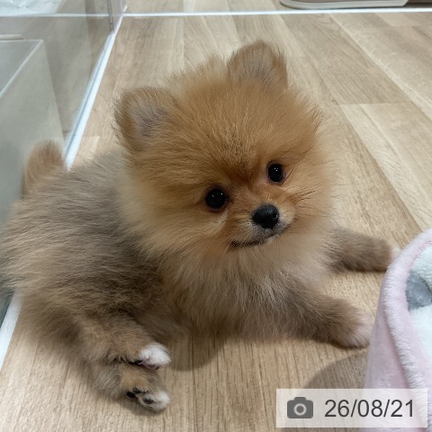 ポメラニアンの写真