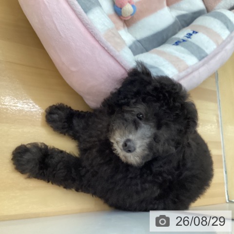 福岡県のトイプードル(トイ) (ペットプラス 黒崎店/2026年6月17日生まれ/男の子/シルバー)の子犬の4枚目の画像