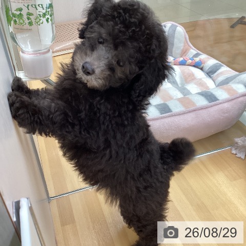 福岡県のトイプードル(トイ) (ペットプラス 黒崎店/2026年6月17日生まれ/男の子/シルバー)の子犬の3枚目の画像