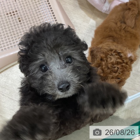 福岡県のトイプードル(トイ) (ペットプラス 香椎浜店/2026年6月17日生まれ/女の子/シルバー)の子犬の4枚目の画像