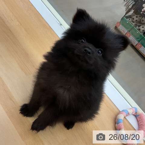 福岡県のポメラニアン (ペットプラス 福岡店/2026年6月14日生まれ/男の子/ブラック)の子犬の3枚目の画像