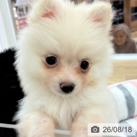 ポメラニアンの写真