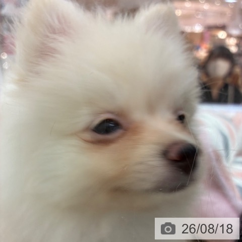 ポメラニアンの写真