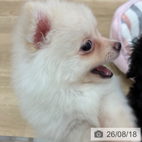 ポメラニアンの写真