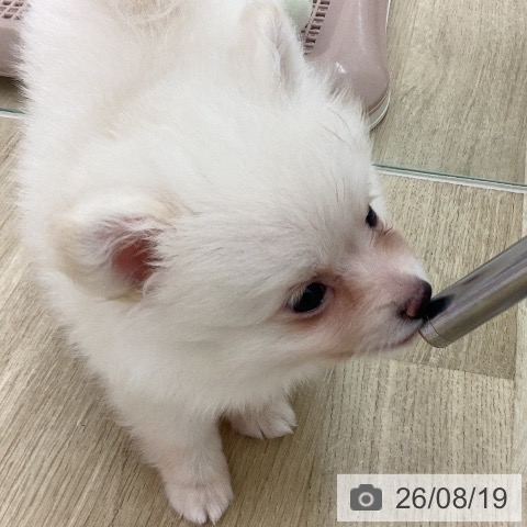 ポメラニアンの写真