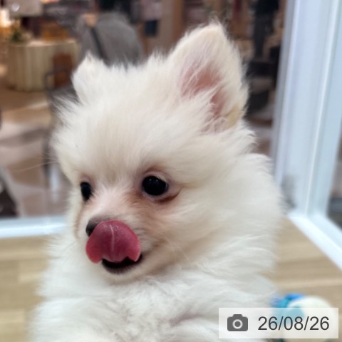 宮崎県のポメラニアン (ペットプラス 宮崎店/2026年6月14日生まれ/女の子/クリーム)の子犬の4枚目の画像