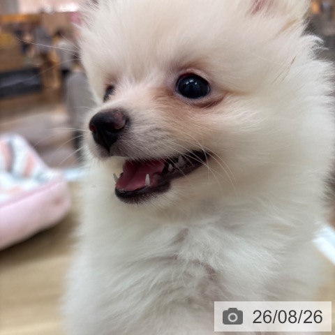 宮崎県のポメラニアン (ペットプラス 宮崎店/2026年6月14日生まれ/女の子/クリーム)の子犬の3枚目の画像