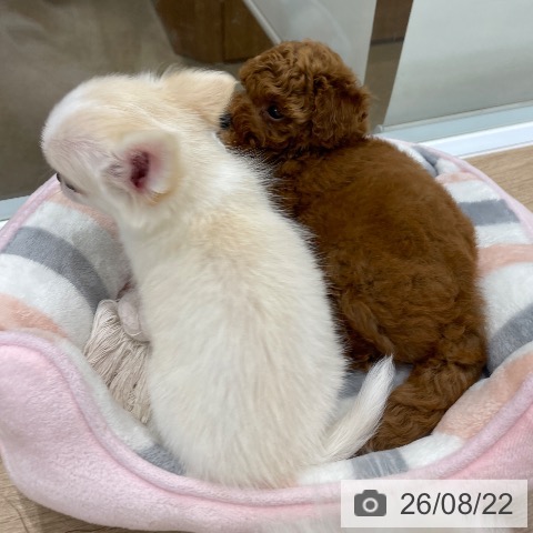 福岡県のトイプードル(トイ) (ペットプラス 八幡東店/2026年6月18日生まれ/女の子/レッド)の子犬の4枚目の画像