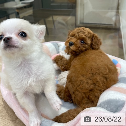 福岡県のトイプードル(トイ) (ペットプラス 八幡東店/2026年6月18日生まれ/女の子/レッド)の子犬の3枚目の画像