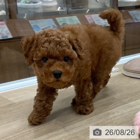 福岡県のトイプードル(トイ) (ペットプラス 八幡東店/2026年6月18日生まれ/女の子/レッド)の子犬の3枚目の画像