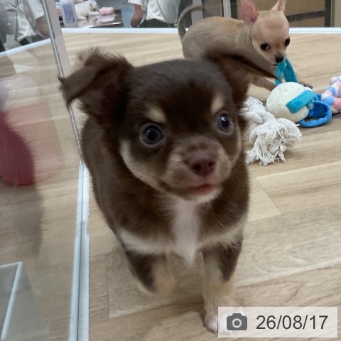 チワワの写真
