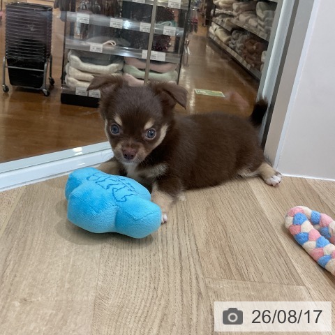 チワワの写真