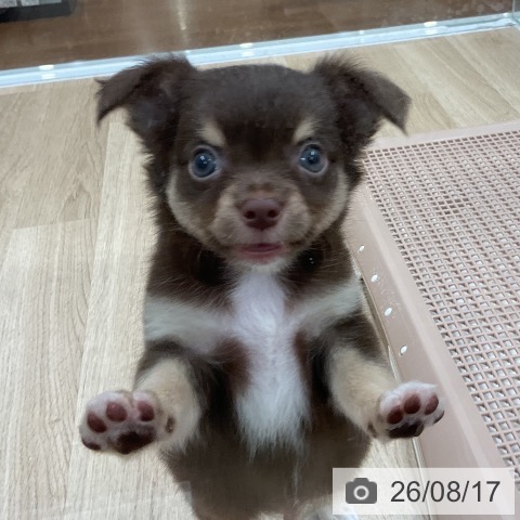 チワワの写真