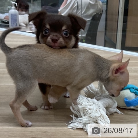 チワワの写真