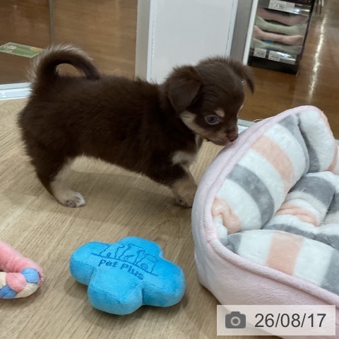 チワワの写真