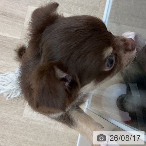 チワワの写真