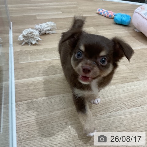 チワワの写真