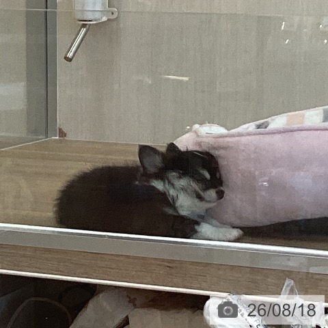 チワワの写真