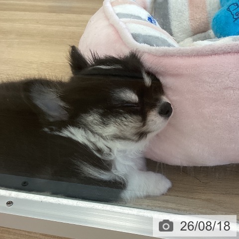 チワワの写真