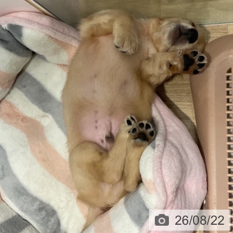 福岡県のミニチュアダックスフンド(ロング) (ペットプラス 小倉南店/2026年6月17日生まれ/男の子/イエロー)の子犬の3枚目の画像