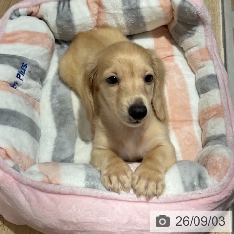 福岡県のミニチュアダックスフンド(ロング) (ペットプラス 小倉南店/2026年6月17日生まれ/男の子/イエロー)の子犬の3枚目の画像