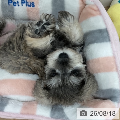 ミニチュア・シュナウザーの写真