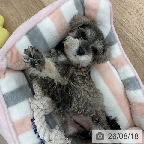 ミニチュア・シュナウザーの写真