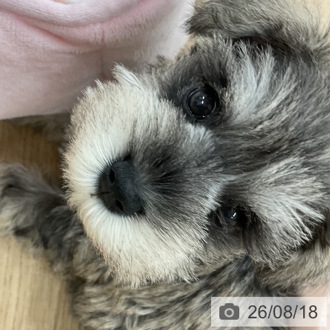 ミニチュア・シュナウザーの写真